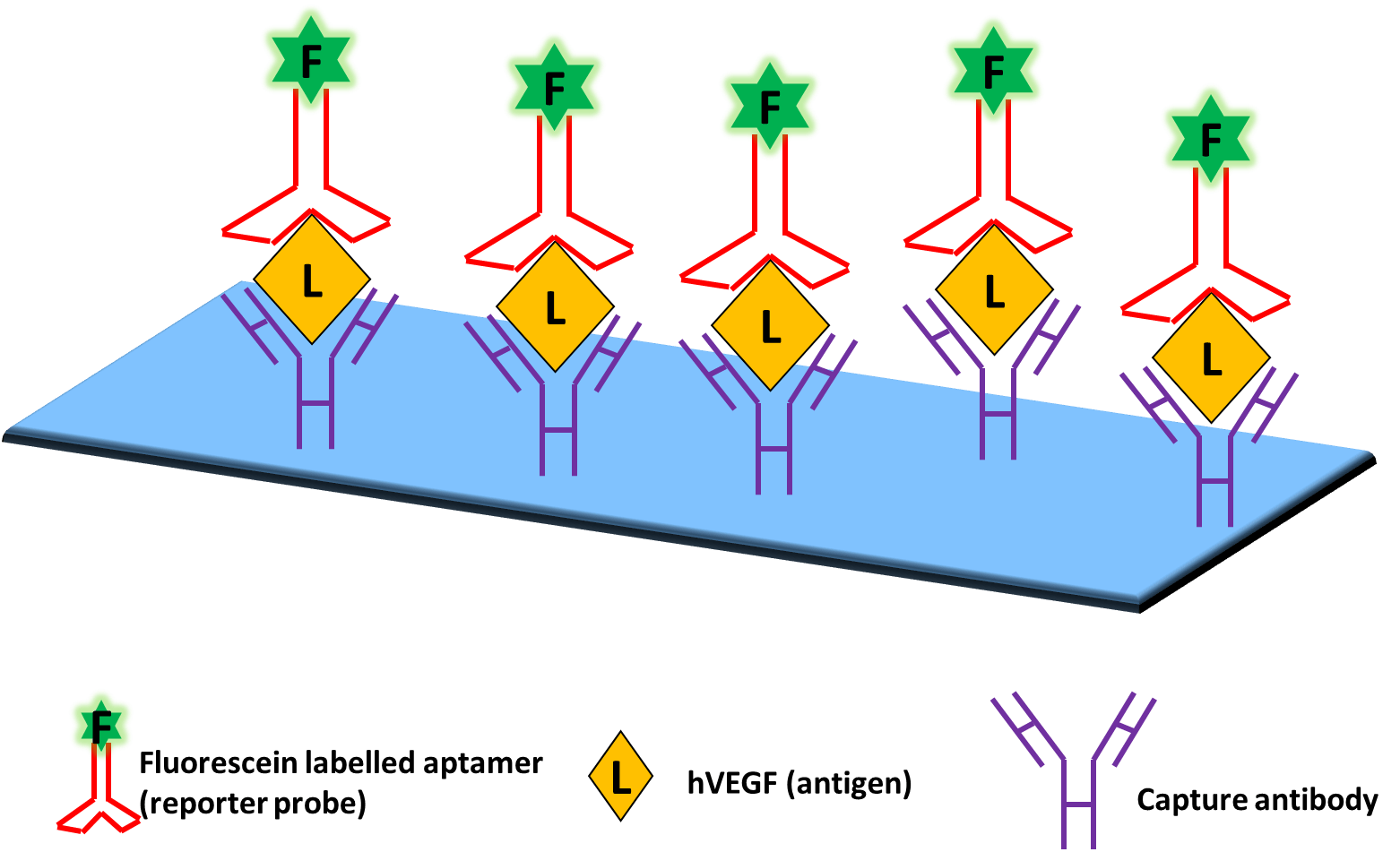 Fig. 1. Aptamer-based assay formats. (A) Small-molecule target buried within the binding pockets of aptamer structures; (B) single-site format; (C) dual-site (sandwich) binding format with two aptamers; and, (D) ‘‘sandwich’’ binding format with an aptamer and an antibody.